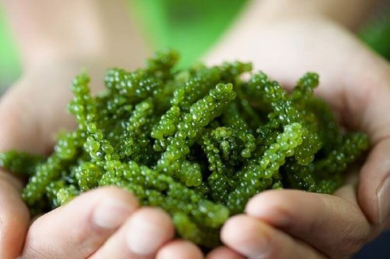 benefits of seaweed with health