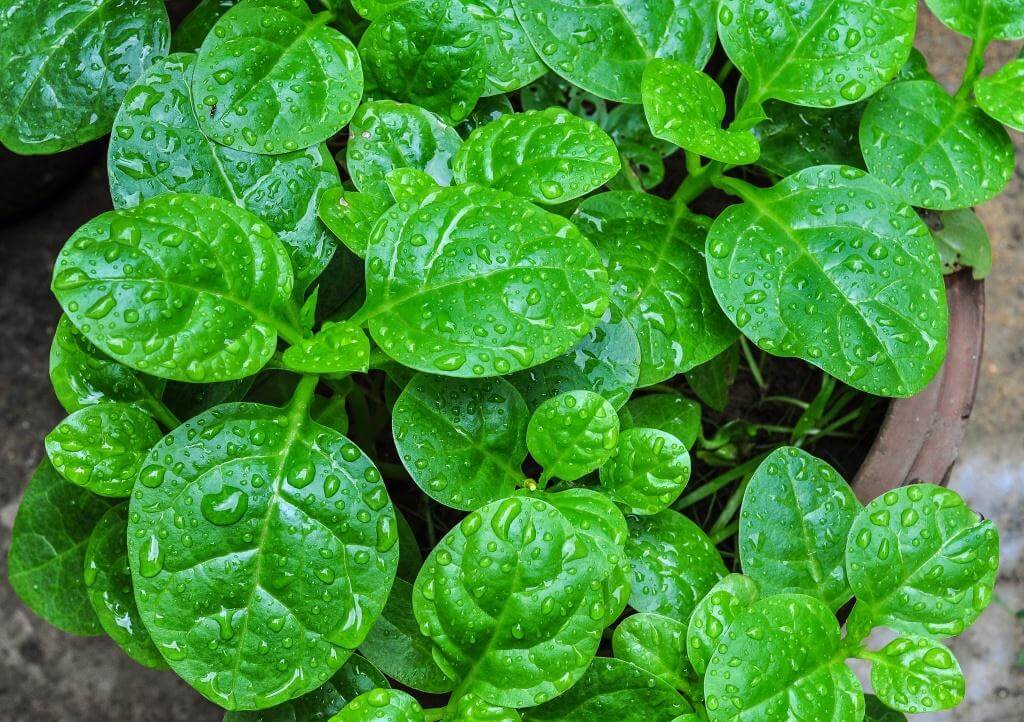 Treat acne with mint leaves