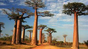 Baobab - Thành Phần Bí Ẩn Nhưng Chứa Công Dụng Tuyệt Vời Trong Làm Đẹp Người trong cuộc