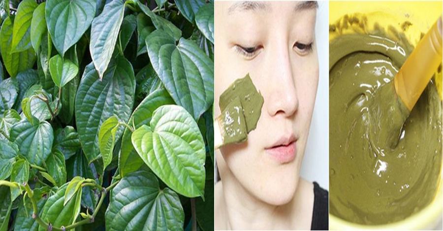 The beauty effect of betel leaves
