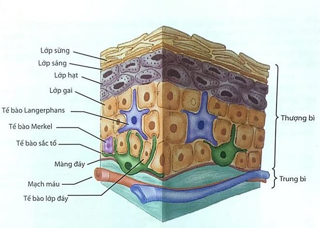 các giai đoạn của nám da
